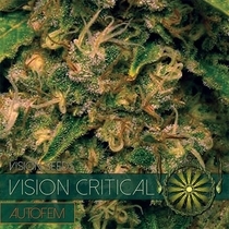 Critical Auto (Vision Seeds) Cannabis Seeds
