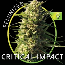 Critical Impact (Vision Seeds) Cannabis Seeds