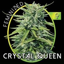 Crystal Queen (Vision Seeds) Cannabis Seeds