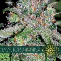 Doctor Jamaica (Vision Seeds) Cannabis Seeds