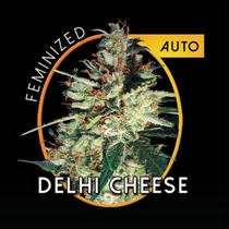 Goudas Grass Auto (Vision Seeds) Cannabis Seeds