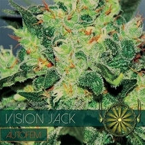 Jack Auto (Vision Seeds) Cannabis Seeds