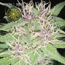 Jack Herer (Vision Seeds) Cannabis Seeds