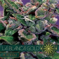 La Blanca Gold Auto (Vision Seeds) Cannabis Seeds