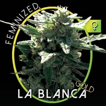 La Blanca Gold (Vision Seeds) Cannabis Seeds