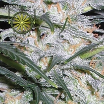 Lowryder Auto (Vision Seeds) Cannabis Seeds