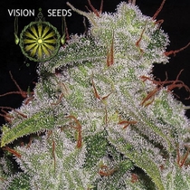 Northern Lights Auto (Vision Seeds) Cannabis Seeds