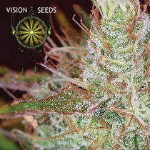 Northern Lights (Vision Seeds) Cannabis Seeds