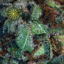 NY Diesel (Vision Seeds) Cannabis Seeds