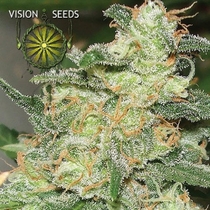 Russian Snow (Vision Seeds) Cannabis Seeds