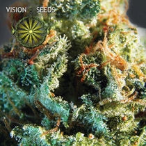 Silver Haze (Vision Seeds) Cannabis Seeds