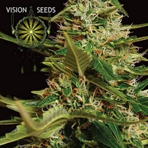 Super Skunk Auto (Vision Seeds) Cannabis Seeds