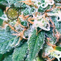 Super Skunk (Vision Seeds) Cannabis Seeds