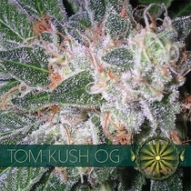 Tom Kush OG (Vision Seeds) Cannabis Seeds