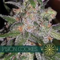 Vision Cookies (Vision Seeds) Cannabis Seeds