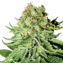 Northern Lights Automatic (White Label Seeds) Cannabis Seeds