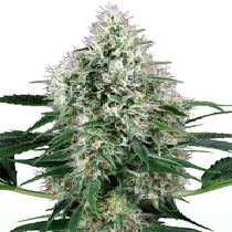 Power Plant Auto (White Label Seeds) Cannabis Seeds