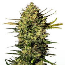 Master Kush Auto (White Label Seed Company) Cannabis Seeds