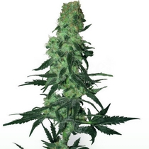 Amnesia White (White Label Seeds) Cannabis Seeds