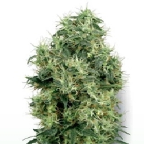 Bleu Berries (White Gold) (White Label Seeds) Cannabis Seeds