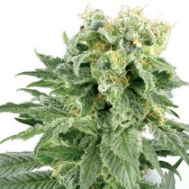 Double Gum (White Label Seeds) Cannabis Seeds
