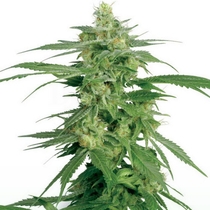 Hollands Hope (White Label Seeds) Cannabis Seeds