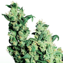 Jack Herer (White Label Seeds) Cannabis Seeds