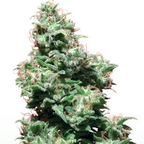 Kali Haze (White Label Seeds) Cannabis Seeds
