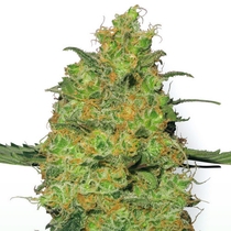 Master Kush (White Label Seeds) Cannabis Seeds
