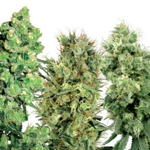 White Label Mix (White Label Seeds) Cannabis Seeds