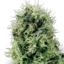 Pure Power Plant (White Label Seeds) Cannabis Seeds