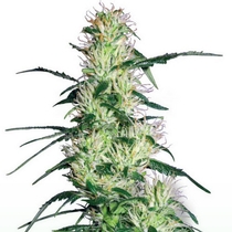 Purple Haze (White Label Seeds) Cannabis Seeds