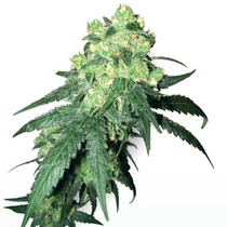 Rhino (White Label Seeds) Cannabis Seeds
