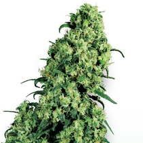 Skunk #1 (White Label Seeds) Cannabis Seeds