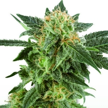 Snow Ryder (White Label Seeds) Cannabis Seeds