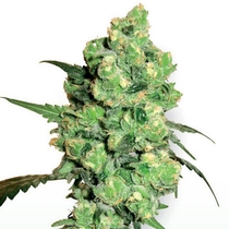 Super Skunk Feminised (White Label Seeds) Cannabis Seeds