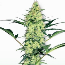 White Diesel (White Label Seeds) Cannabis Seeds