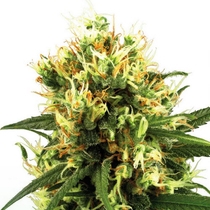 White Haze (White Label Seeds) Cannabis Seeds
