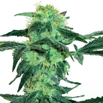 White Ice Feminised (White Label Seeds) Cannabis Seeds