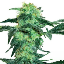 White Ice (White Label Seeds) Cannabis Seeds