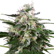 White Skunk Auto (White Label Seeds Company) Cannabis Seeds