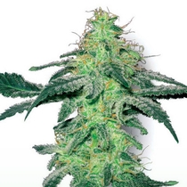 White Skunk (White Label Seeds) Cannabis Seeds