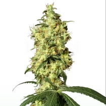 White Widow Automatic (White Label Seeds) Cannabis Seeds