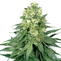 White Widow (White Label Seeds) Cannabis Seeds