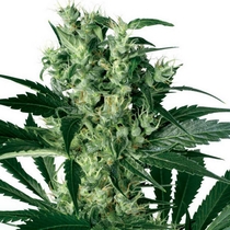 X Haze (White Label Seeds) Cannabis Seeds