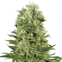 Skunk#1 Automatic (White Label Seeds) Cannabis Seeds