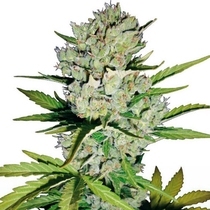 Super Skunk Automatic (White Label Seeds) Cannabis Seeds