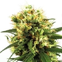 White Haze Automatic (White Label Seeds) Cannabis Seeds