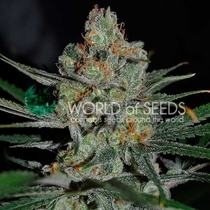 Afghan Kush Early V Feminised (World Of Seeds) Cannabis Seeds