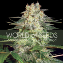 Afghan Kush Ryder Auto Feminised (World of Seeds) Cannabis Seeds